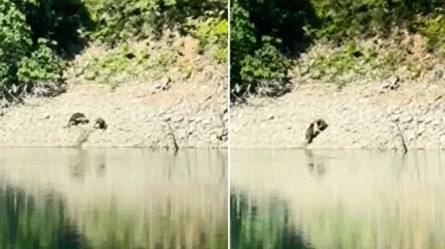 Artvin'de iki ayı önce serinledi: Sonra nehir kıyısında kavga etti