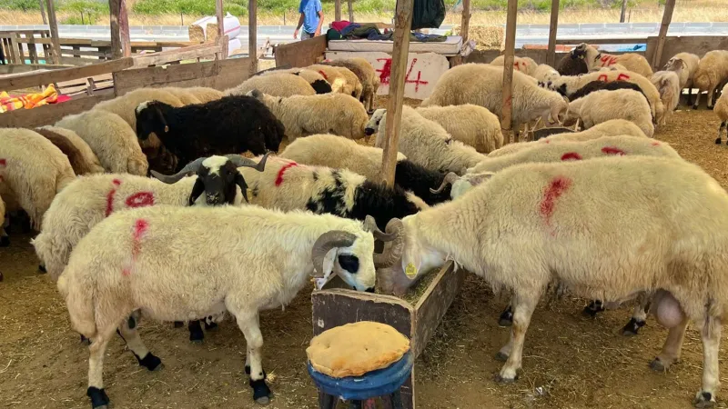 İzmir Aliağa'da kurbanlık kesim fiyatları belli oldu