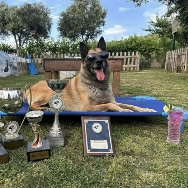 Kahraman köpek 'Bob' öldü 