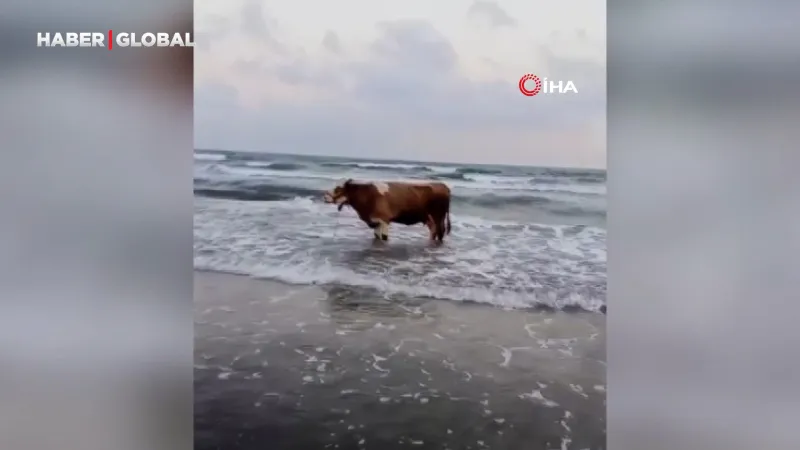 Sıcaktan Bunalan İnek Denizde! Hatay'da Şaşırtan Anlar