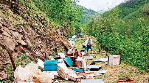 Ayılar arıcılara zor günler yaşatıyor