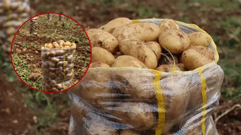 Binlerce ton patateste virüs çıktı! Hepsi gedikleri ülkelere geri gönderildi