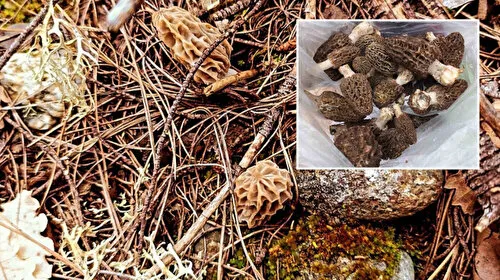 Dünyada sadece birkaç ülkede var: Sinop'ta çıkmaya başladı