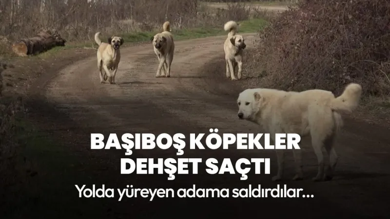 Esenyurt’ta başıboş köpek dehşeti! Sokakta yürüyen adama saldırdılar