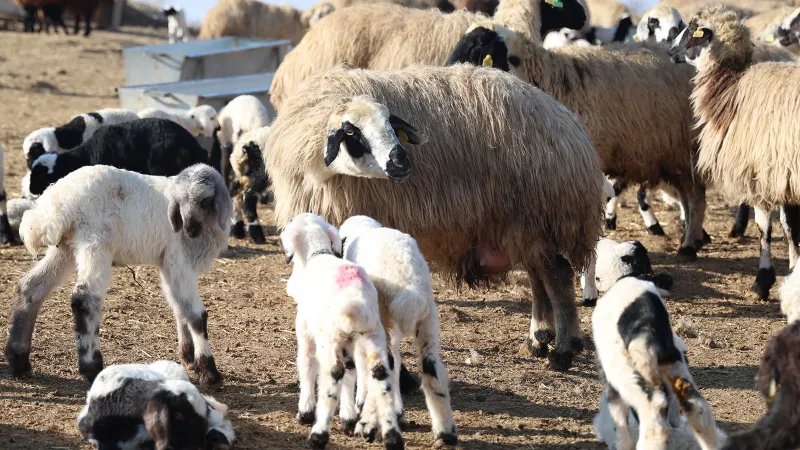 Kentte karantina! 30 gün süreyle yasaklandı