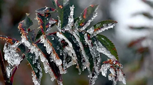 Meteoroloji'den Eskişehir için yağış ve zirai don uyarısı