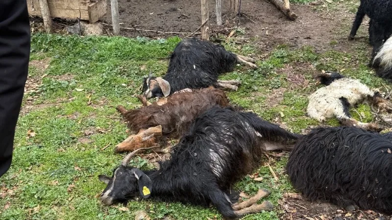 Sokak köpekleri saldırdı; 18 keçi öldü