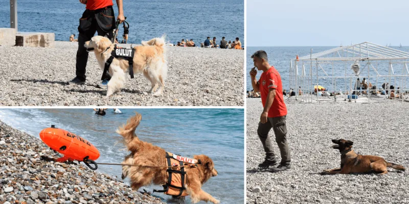 Suda, doğada, enkazda: Eğitimli arama kurtarma köpekleri sahada