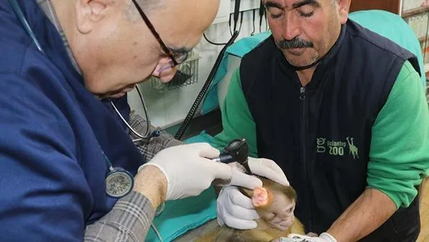 Yurda kaçak yollarla sokmuşlar: Şırnak'ta ele geçirildi