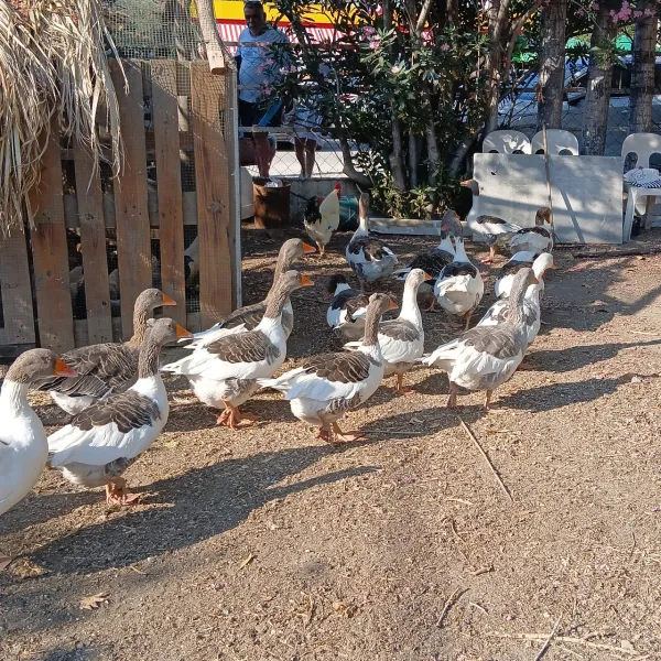 Kazlara Ev Hapsi Şoku! Erdek'te Neler Oluyor?