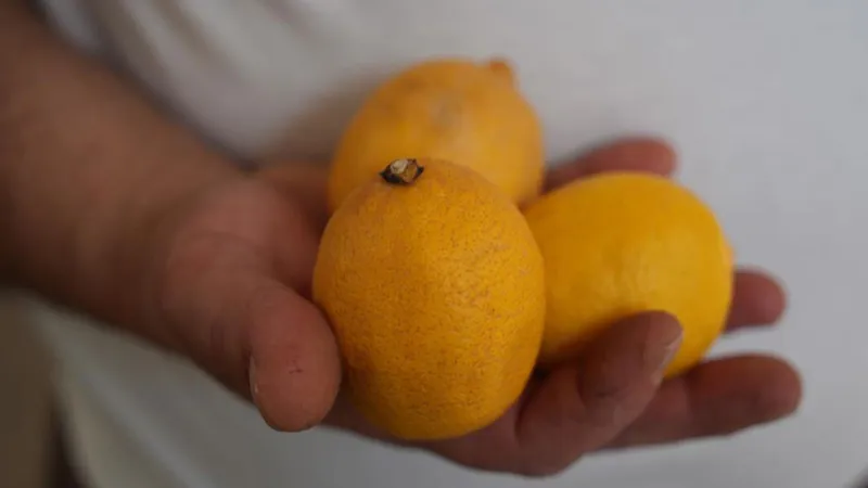Pazarın zam şampiyonu limon oldu; bundan sonra düğünlerde takılacak