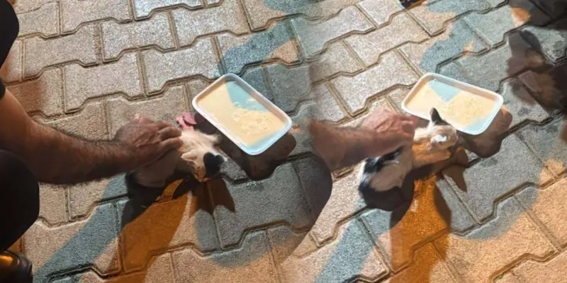 Reklam Panosunda Kedi Kurtarma Operasyonu! Zabıta Kahramanlığı