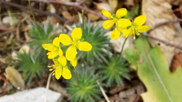 ‘Tüylü kekreçiçeği’ floramıza kaydedildi
