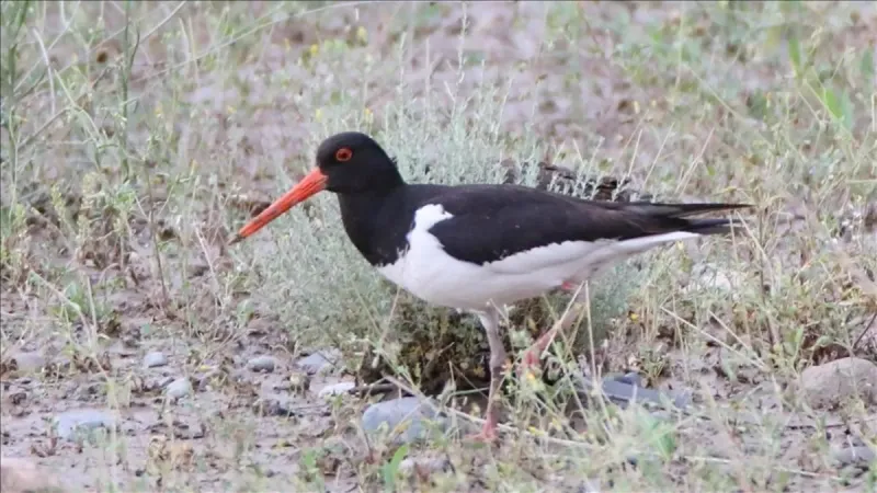 Yaralı poyraz kuşu tedavi edilip doğaya salındı