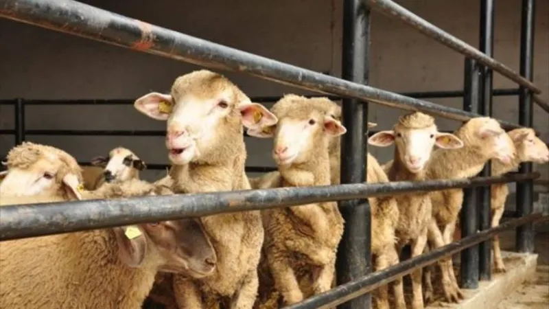 Yozgat'ta şap hastalığı tedbirleri kapsamında hayvan pazarları kapatıldı
